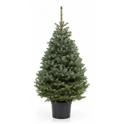 Kerstboom 80-100cm Omorika met Pot - Premium Christmas tree