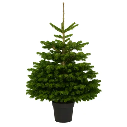 Nordmann Kerstboom 80-100cm in Pot - Premium Christmas tree